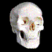 rotating pictures of anatomical structures